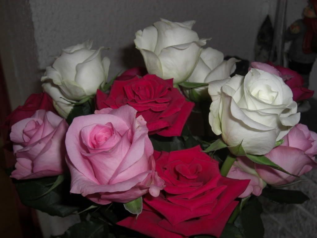 Roses Pictures, Images and Photos