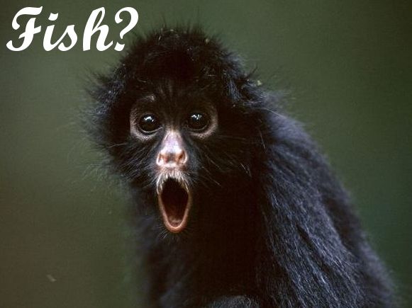 fishmonkeh_zpsohvz6q3x.jpg