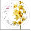 Aquarius - Orchid