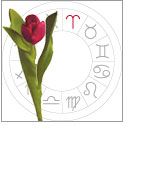 Aries - Tulip