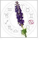 Cancer - Lavender