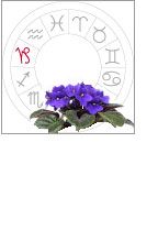 Capricorn - African Violet
