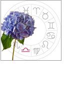 Libra - Hydrangea