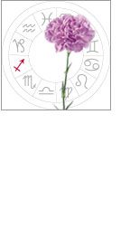 Sagitarius - Carnation