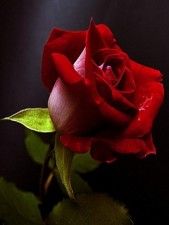 photo love_red_rose_1.jpg