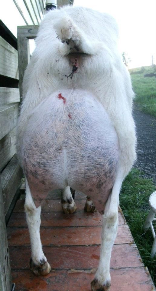 Udder evaluations please? - Goats