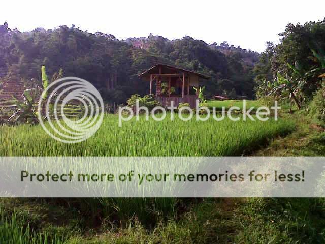 SAWAH DI BANDUNG TIMUR -1950m2 - MURAH, VIEW BAGUS 