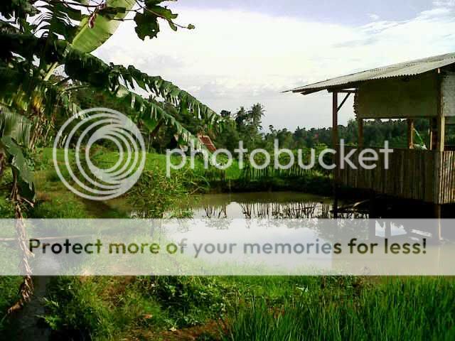 SAWAH DI BANDUNG TIMUR -1950m2 - MURAH, VIEW BAGUS 