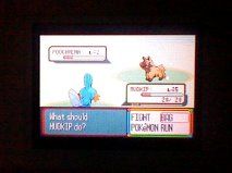 [PokeCommunity.com] ~>{*Shiny Hunters Club}<~