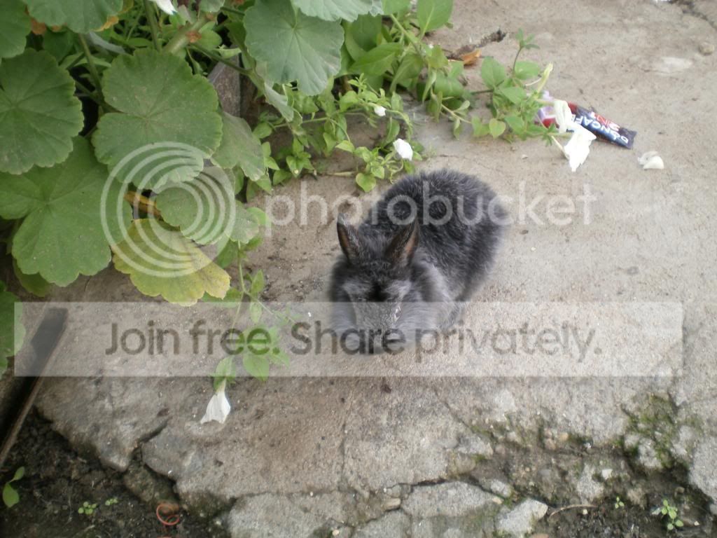  photo P9150009_zpsf0922499.jpg